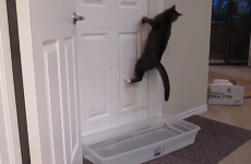 Cats can now open doors using the handle. Global takeover imminent.