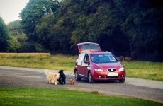 Dublin driver invents a labour-saving way to walk the dog