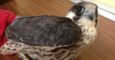 This protected falcon had to be euthanised after being shot in Wexford
