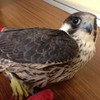 This protected falcon had to be euthanised after being shot in Wexford