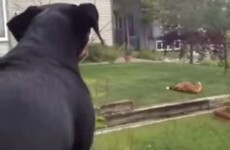 This dog is raging that a fox is playing with his toys