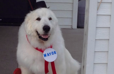 A small town in America has elected a dog as their mayor