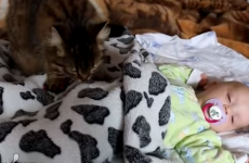 Cat gives sleeping baby a soft kitty massage