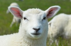 Ireland goes east in bid to offload meat mountain
