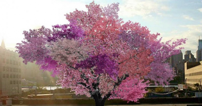 A professor created a single tree that can produce 40 types of fruit