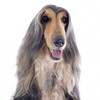 Why do we pay more VAT on hairdressing than we do on greyhounds?