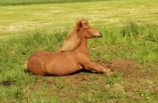 This horse rocking out is the most metal thing you'll see today