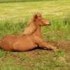 This horse rocking out is the most metal thing you'll see today