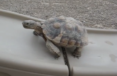 This tortoise failing to climb a slide sums up every bad day you've ever had