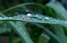 Scientists have discovered new plant language
