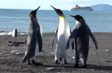 Just three penguins, having a slap fight