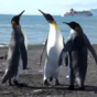 Just three penguins, having a slap fight