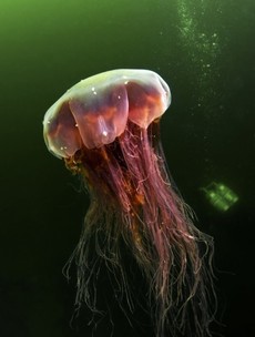 Seventeen deadly lion's mane jellyfish removed from Dublin beaches