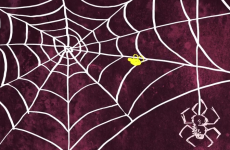This video will make you think twice about killing a spider