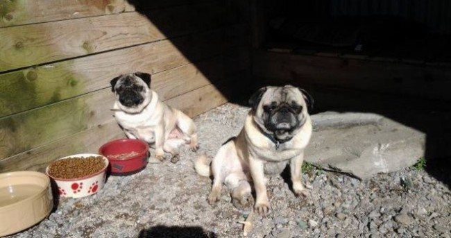 Puppies, pugs and birds stolen from Kerry pet farm