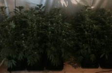 Man charged with €100,000 cannabis seizure