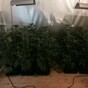 Man charged with €100,000 cannabis seizure
