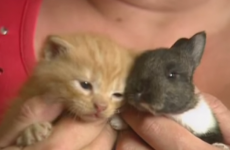Kind mammy cat adopts and cares for an orphaned baby bunny