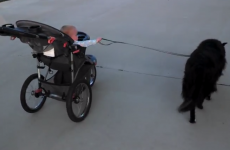 This little baby and his dog are the cutest jogging partners around