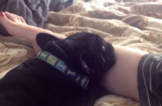 Sleepy over-attached French bulldog is all of us this morning