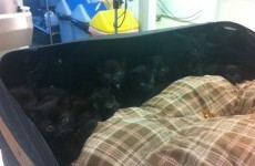 15 black kittens found in suitcase dumped outside animal hospital