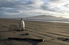 3,200km off course: Lost penguin taken to New Zealand zoo over health fears