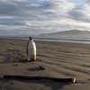 3,200km off course: Lost penguin taken to New Zealand zoo over health fears