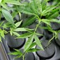 Regular marijuana use is "bad for teens' brains"