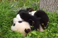 Panda loves her toy so much, she just wants to roll away with it