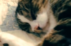 You'll identify with this narky sleeping cat this morning