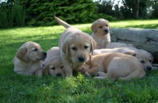 Could you give a puppy a loving home for a year before it becomes a guide dog?