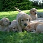 Could you give a puppy a loving home for a year before it becomes a guide dog?