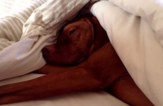 This dog loves mornings just about as much as you do