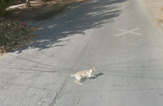 This dog may have gotten in the way of a Google Street View car...