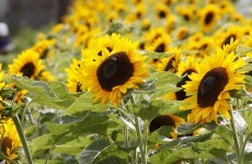 Prisoners at an Irish jail grew thousands of sunflowers to raise money for a hospice