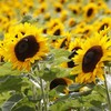 Prisoners at an Irish jail grew thousands of sunflowers to raise money for a hospice