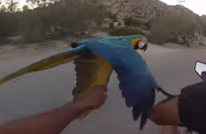 Oh, just some guy racing his pet parrot on a scooter