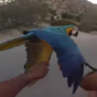 Oh, just some guy racing his pet parrot on a scooter