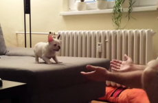 Bulldog puppy takes adorable leap of faith into his owner's arms