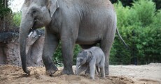 Dublin Zoo's new baby elephant is three days old and unbelievably cute