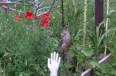 Greedy food-stealing squirrel is thwarted by pole covered in Vaseline