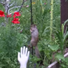 Greedy food-stealing squirrel is thwarted by pole covered in Vaseline