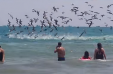 Massive squadron of pelicans diving for fish is both fascinating and terrifying