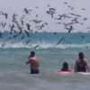 Massive squadron of pelicans diving for fish is both fascinating and terrifying