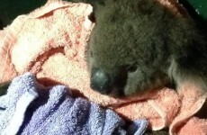 Emergency crew revives injured koala 'Sir Chompsalot' using mouth-to-mouth