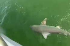 Massive fish nabs 4ft shark right off fisherman's line