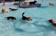 This dog pool party is the happiest thing you'll see today