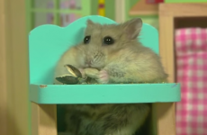 This tiny hamster hanging out in its tiny house is just TOO cute