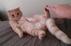 Cat has the weirdest reaction to getting its feet tickled