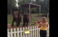 Oh just some elephants dancing to a lady playing the violin